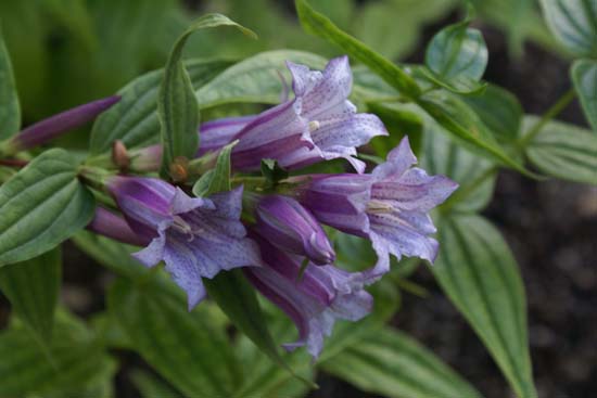 Gentiana Asclepiadea Pink Cascade (1482)